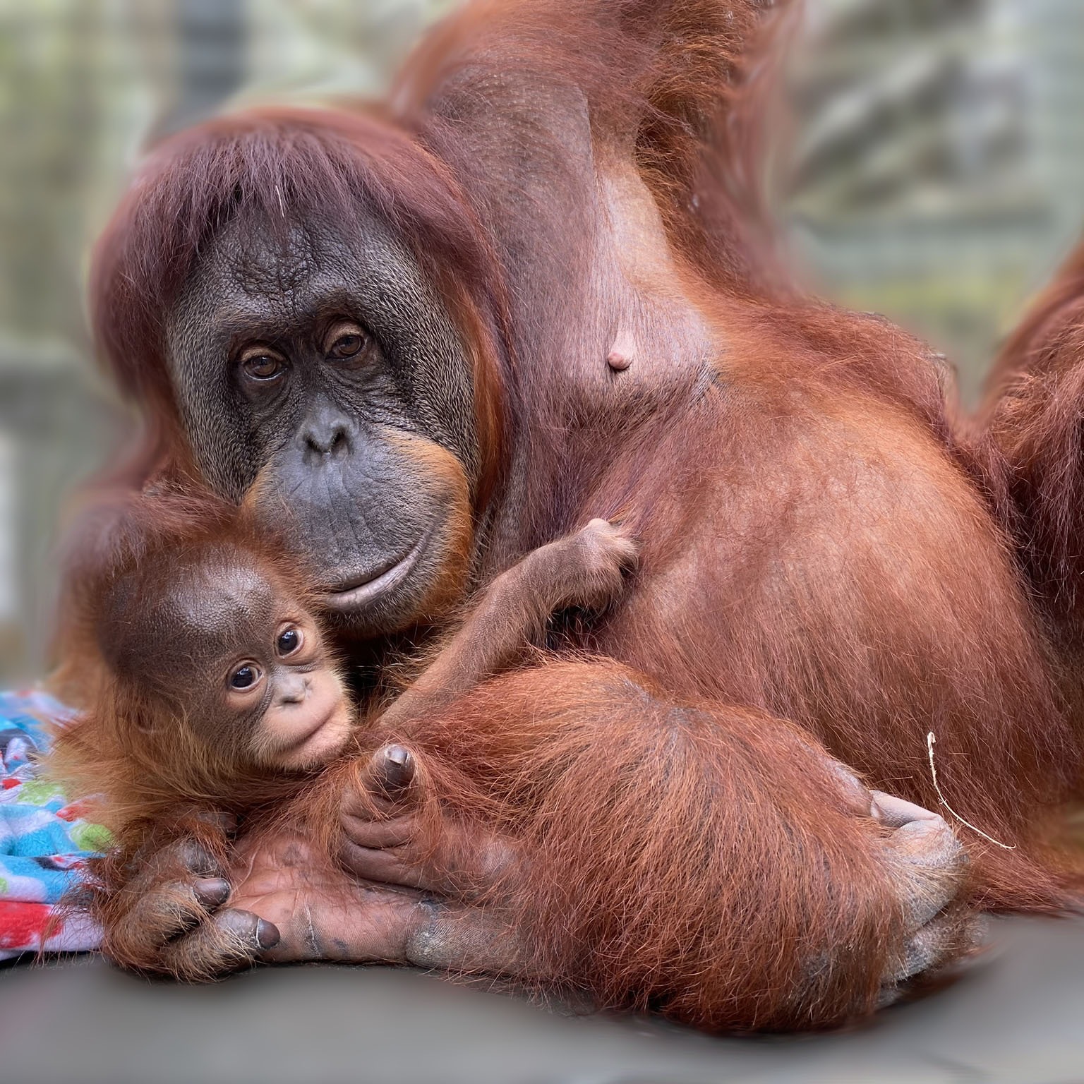 Muffins with Moms - logo